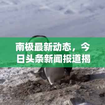 南极最新动态，今日头条新闻报道揭秘南极最新消息