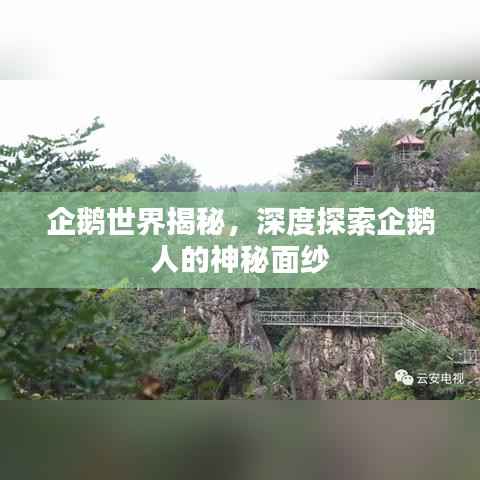 企鹅世界揭秘,深度探索企鹅人的神秘面纱