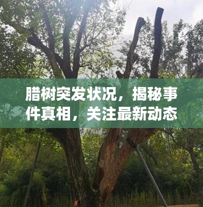 怀真抱素