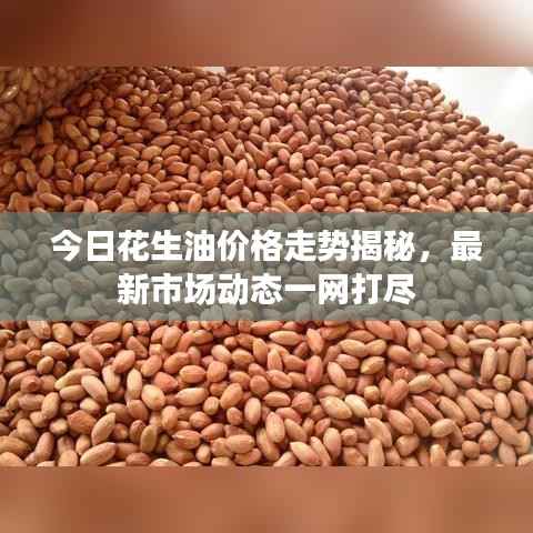 纲挈目张